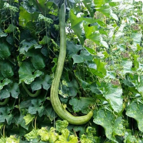 50 Semillas De Luffa Esponja Gigante Largo