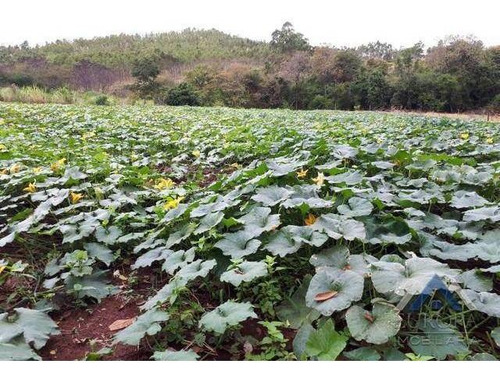 Imagem 14 de 15 de Chácara Com 2 Dormitórios À Venda, 30000 M² Por R$ 500.000,00 - Agua Das Flores - Jataizinho/pr - Ch0155