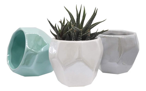 Planta Suculenta Diseño Geométrico Blanco, Maceta Cactus Min