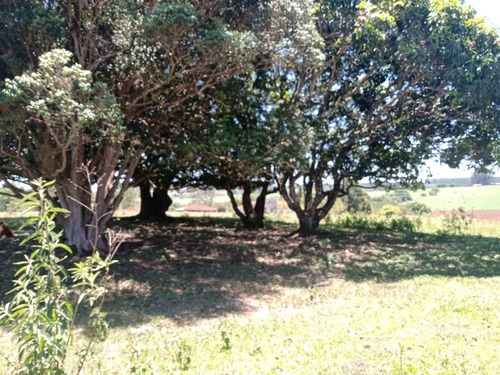Imagem 7 de 20 de Sítio 6 Alqueires Em Angatuba Sp, Oportunidade... Com 2 Casas Sede E Caseiro... Sede 4 Quartos 3 Wc, Cozinha Sala Copa Lavanderia Garagem Para Até 3 Veículos, Barracão De Trato E L - St00008 - 687704