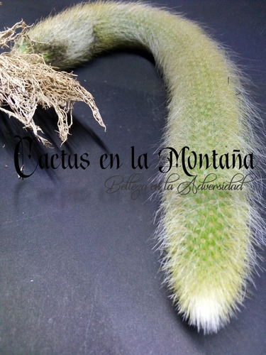 Cactus Cola De Mono 40cm - Hildewintera Flor Mamey N