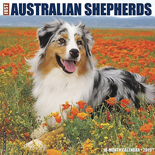 Just Australian Shepherds 2019 Wall Calendar (dog Breed Cale