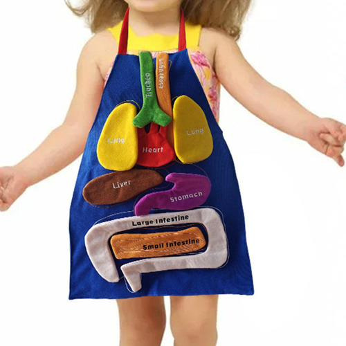 Delantal De Anatomía Delantal De Órganos Educación De La