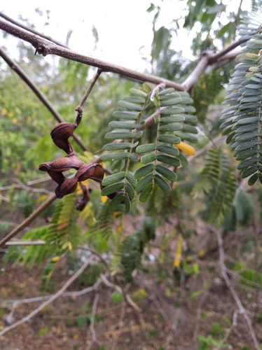 20 Sementes De Arapiraca (piptadenia Piteolobim)