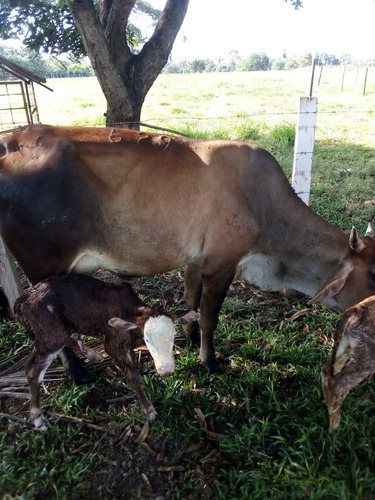 Estado Barinas Se Vende Finca Ganadera Yep11
