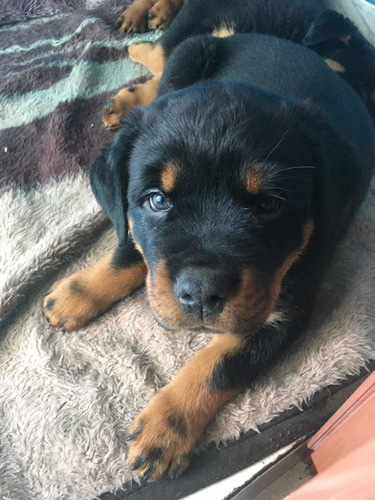Imagem 1 de 5 de Vende-se Filhotes De Rottweiler