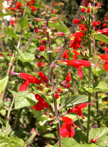 Salvia Coccinea - Semillas