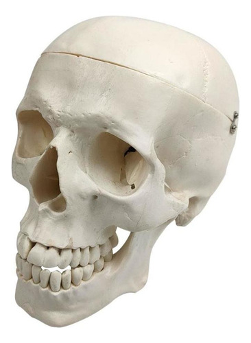 A*gift Modelo Anatómico De Cráneo Humano Adulto, Tamaño