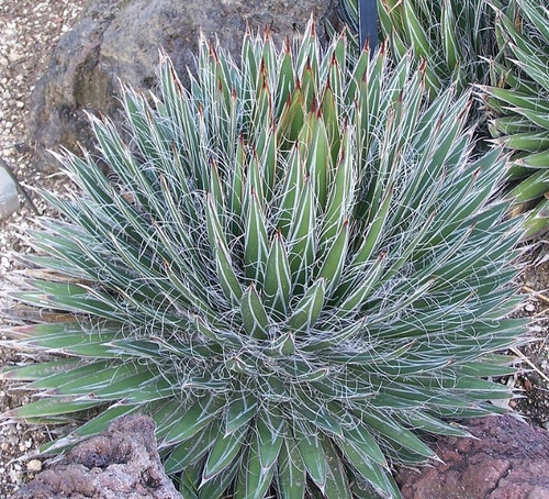 Agave Filifera, Mp