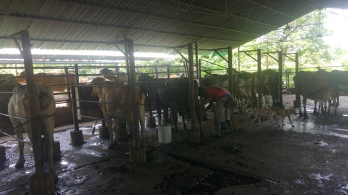 Imagen 10 de 27 de Se Vende Finca Hacienda En Estado Zulia, Ml