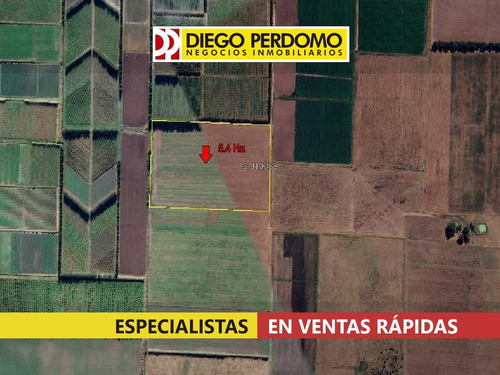 Imagen 4 de 7 de Chacra De 5.4 Ha En Venta Colonia Wilson