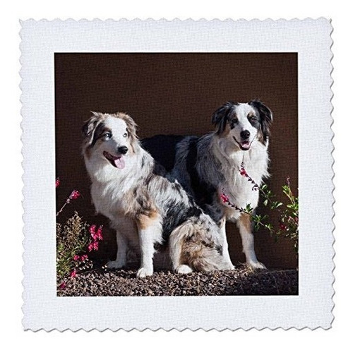 3drose Qs_88091_10 Perros Pastor Australiano Us03 Zmu0022