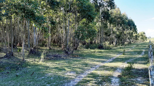 Imagen 14 de 16 de Campo 200 Hectareas Forestal Ganadero A 80kms De Montevideo