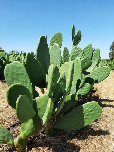 Paletas De Tuna O Nopal