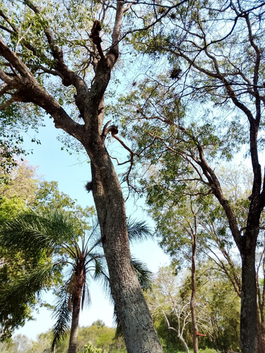Quinta