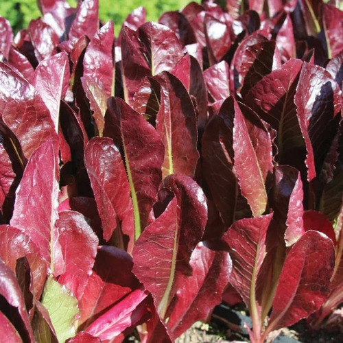 200 Sementes De Alface Alface Vermelha Red Super Romaine