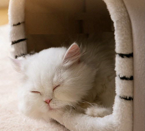 . Perros Gatos Suministros Para Mascotas Cueva