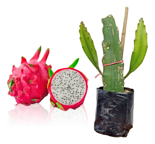 Planta De Pitahaya Fruta Del Dragón Pulpa Blanca 2 Pzas