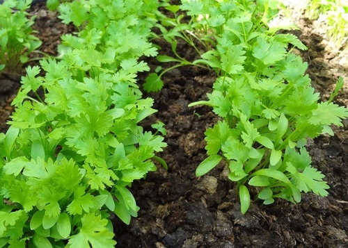 Semillas De Cilantro Criollo De Rancho 5 Kg