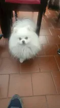 Comprar Pomerania Mini Machitos Muñecos Entrega Inmediata Vacunados 