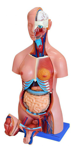 Torso Humano Bissexual 85 Cm Altura 24 Partes E Coluna