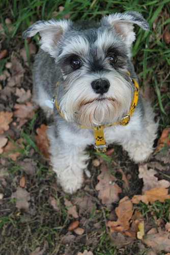 Cachorro Schnauzer Mini 01