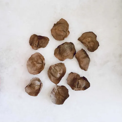 Semillas Bignonia Dos Hermanas (clytotoma Callistegioides)