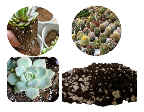 Sustrato Para Cactus, Suculentas O Carnivoras 15 Kg