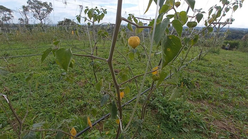 Imagem 14 de 15 de Sítio / Chácara Para Venda Em Araucária, Zona Rural, 2 Dormitórios, 1 Banheiro, 1 Vaga - 157_2-1591009