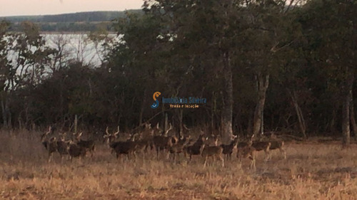 Imagem 16 de 20 de Fazenda Em Felixlândia - Mg - 6348