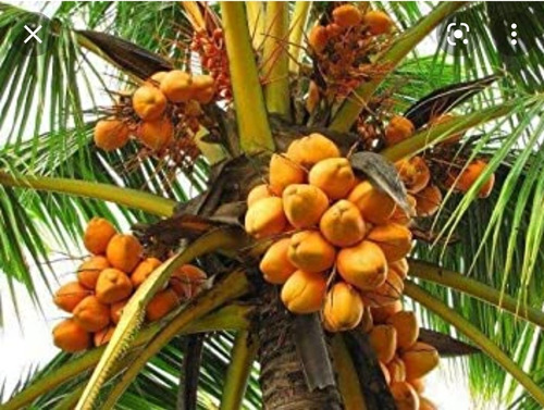 1 Palmera De Coco Dorado Malayo - Cocotero Real Para Sembrar
