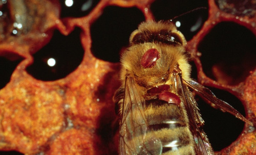 Imagen 4 de 4 de Tratamiento Varroa Escarabajo 30 Colmenas 8 Semanas 1 Litro