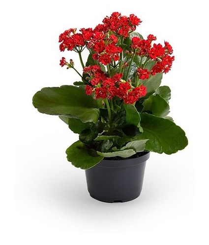 Kalanchoe Doble P11