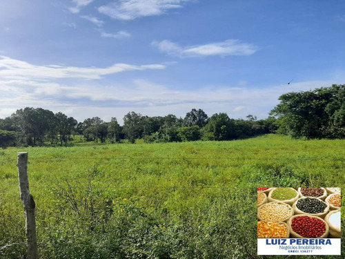 Imagem 9 de 15 de Fazenda À Venda No Vale Do Araguaia / Divinópolis - To - (dupla Aptidão) - 1705