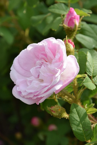 Imagen 3 de 5 de Rosa De Castilla Aromática (rosa Gallica) 2 Plantas