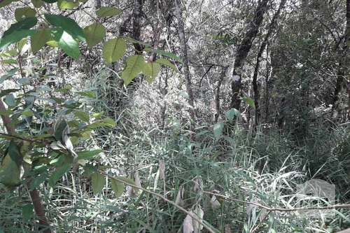 Imagem 2 de 4 de Lote À Venda No Arvoredo - Código 274031 - 274031