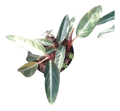 Vivero Cielo Verde Orgánico Stromanthe Sanguinea Stripestar