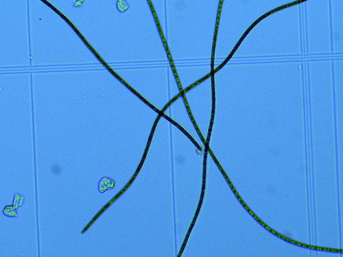 Kit Microalgas Spirulina+chlorella-liquida 250ml