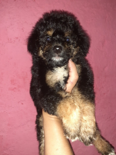 Imagen 4 de 4 de Caniche Toy Black And Tan