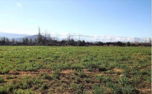 Sitio En Venta En San Felipe