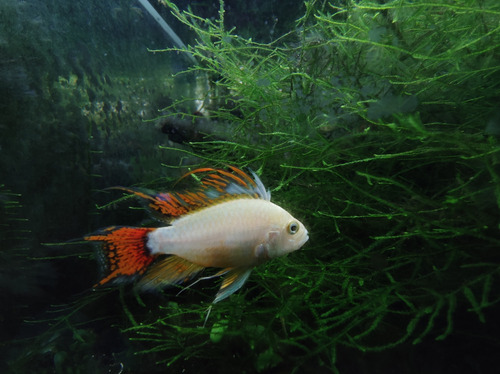 Apistograma Cacatuoides Double Red Gold ( Macho )