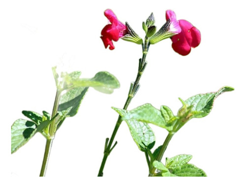 Salvia Roja 3lts