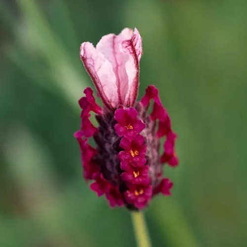 Lavanda Stoechas Paq 8 Pz Red Knew Envió Gratis