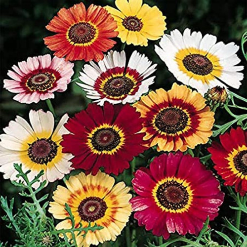30 Semillas Crisantemo Merry Mix - Flor Premium -