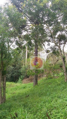 Chácara Com 3 Dormitórios À Venda, 12300 M² Por R$ 350.000,00 - Avencal - Mandirituba/pr - Ch0008