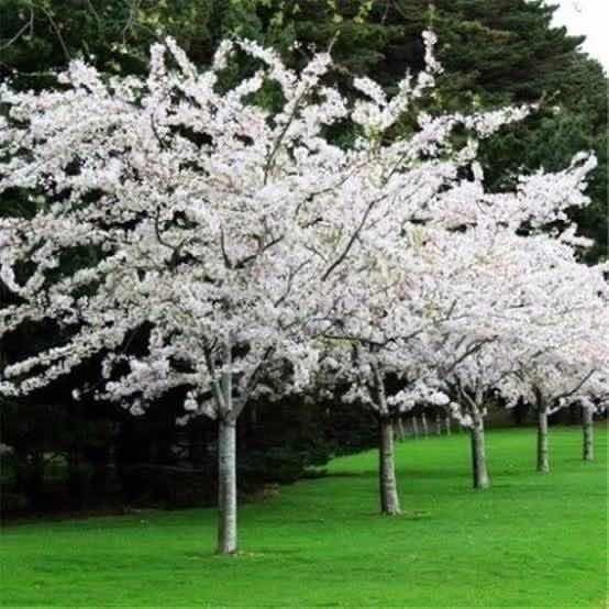 Arbol Cerezo Blanco | MercadoLibre ?