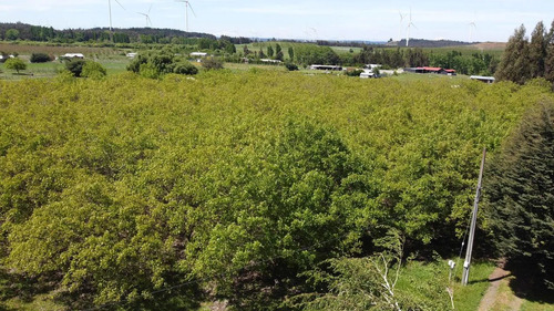 Venta Parcelas En El Tijeral, Angol Imperdible
