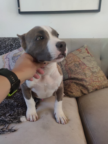 Cachorros American Bully Pocket Machos Abkc