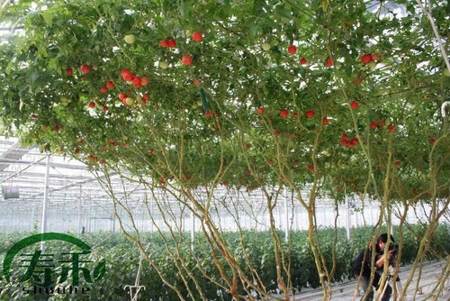 50 Sementes Tomate De Árvore Italiano Gigante Frete Grátis!!