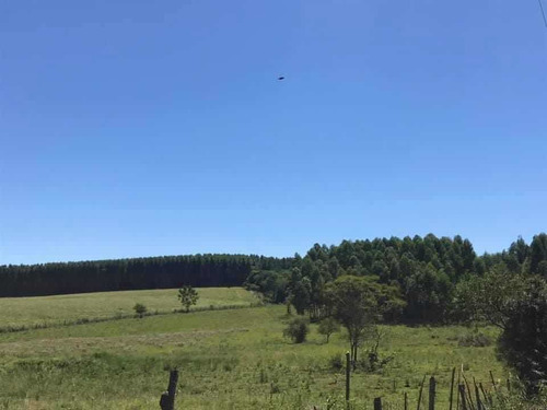 Imagen 14 de 16 de En Venta Parcela De 17 Hectáreas En Miranda